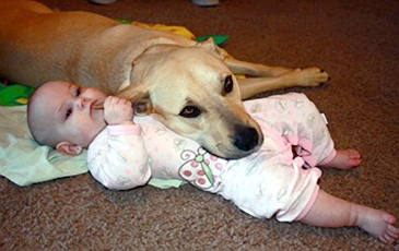 Baby with Dog Resting in Lap